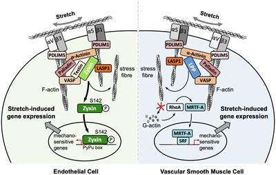 Lin11-Isl1-Mec3 Domain Proteins as Mechanotransducers in Endothelial and Vascular Smooth Muscle Cells